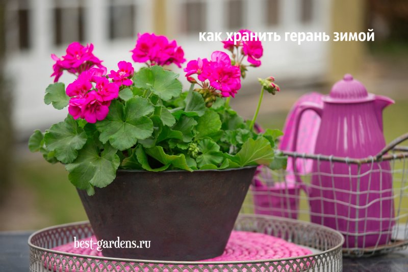 Пеларгония в кашпо