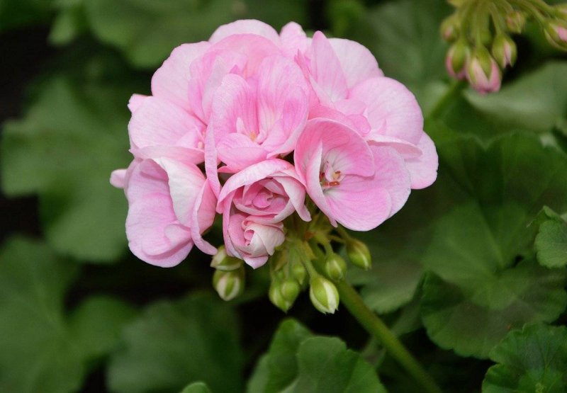 Герань (Geranium)