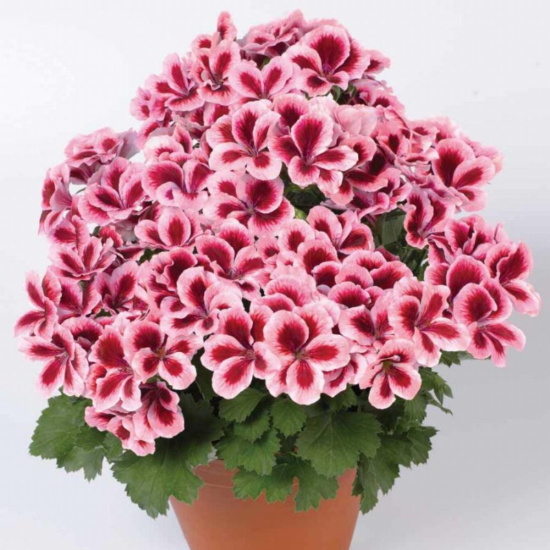 Пеларгония Королевская Aristo Strawberry Cream