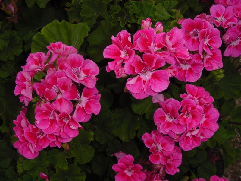 Primavera пеларгония