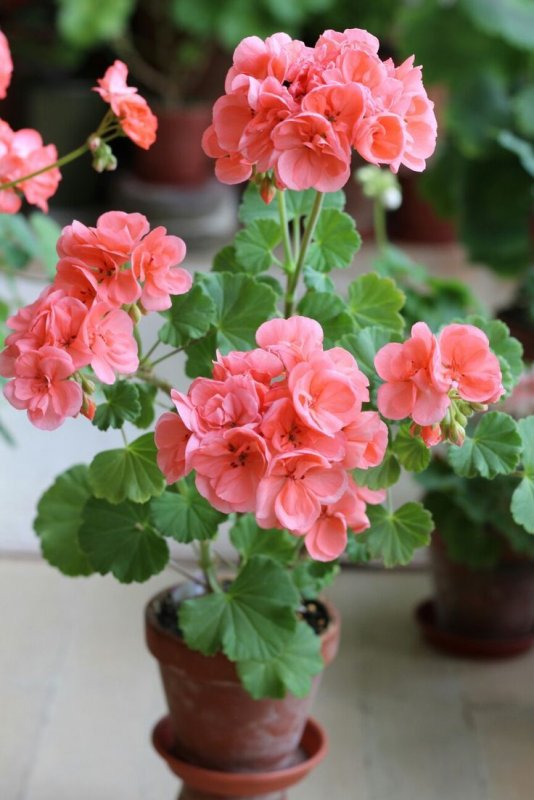 Герань (Geranium)
