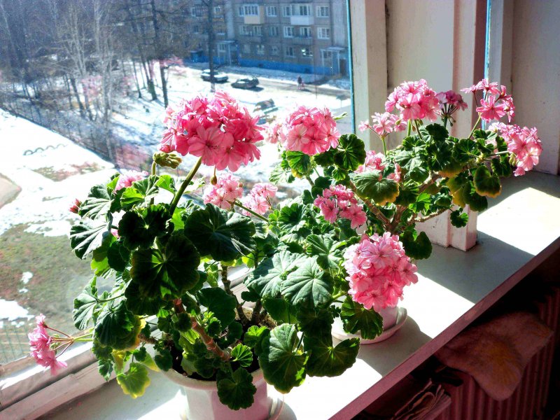 Герань на подоконнике