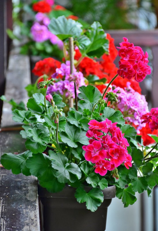 Герань (Geranium)