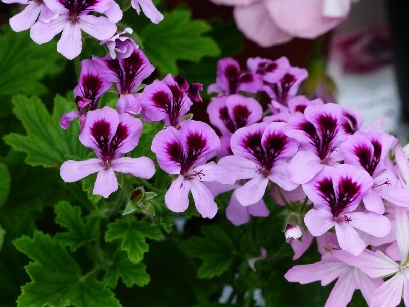 Герань (Geranium)