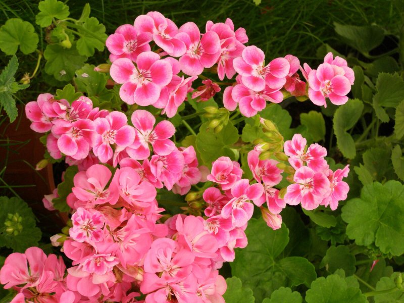 Пеларгония Presto Pink