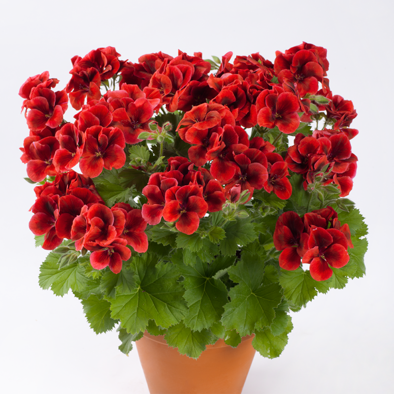 Королевская пеларгония Clarion Bright Red