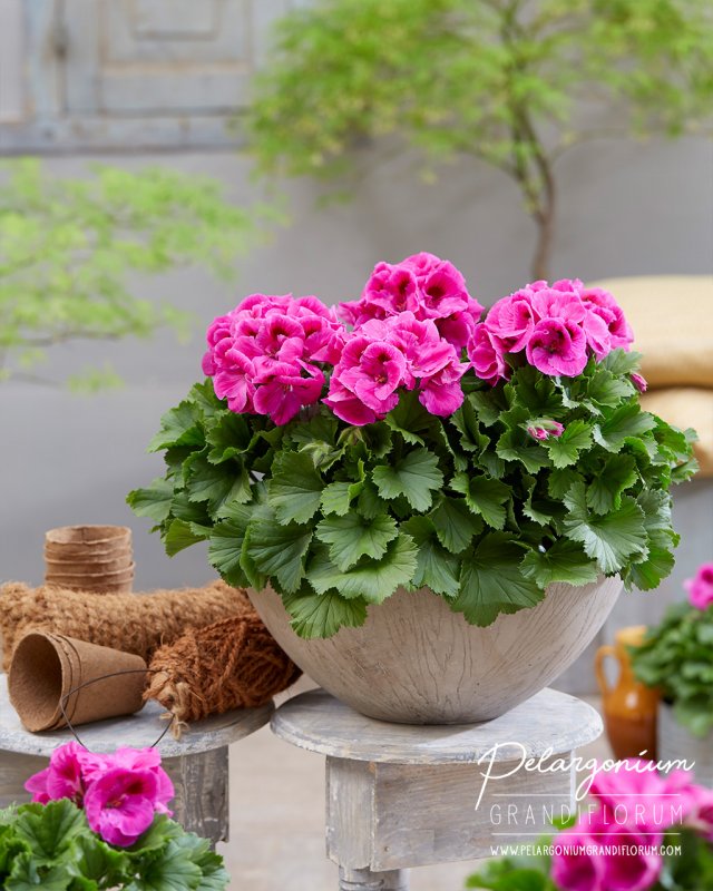 Герань крупноцветковая Pelargonium grandiflorum
