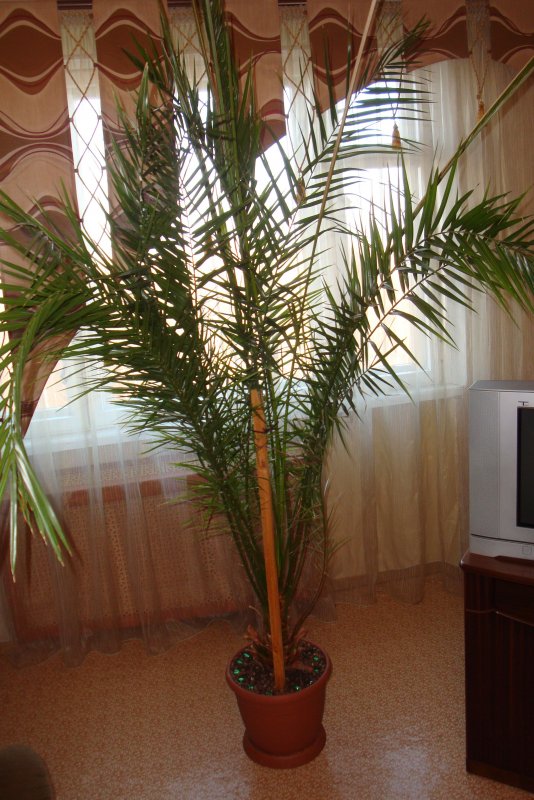 Финиковая Пальма с длинными листьями