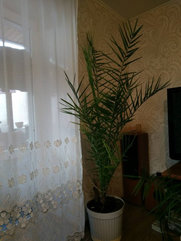 Финик в квартире