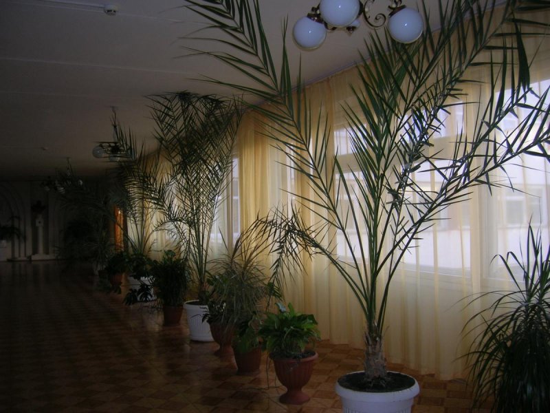 Финиковая Пальма
