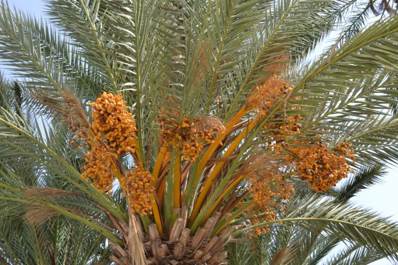Phoenix roebelenii