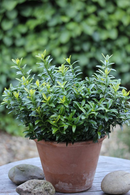 Бересклет японский (Euonymus japonicus)