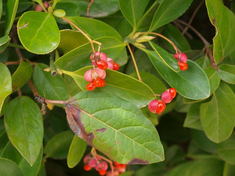 Бересклет Коопманна (Euonymus koopmanni