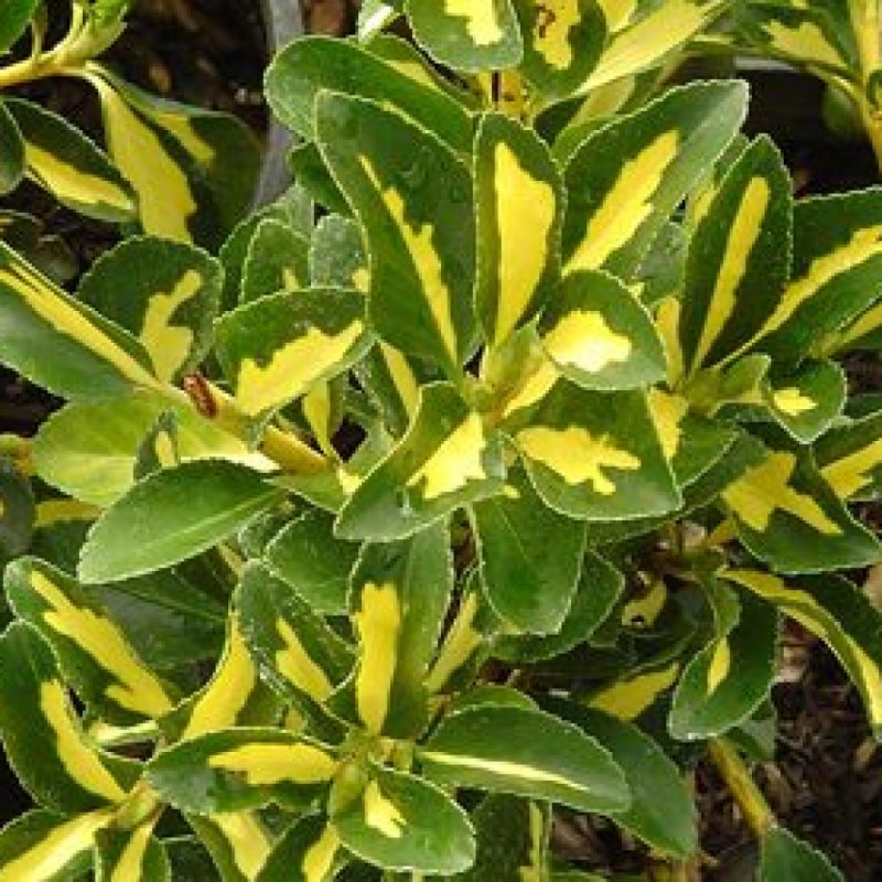 Бересклет Форчуна 'argenteo-variegata'