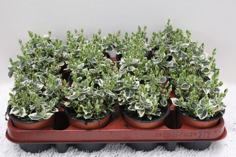 Euonymus fortunei Emerald GAIETY