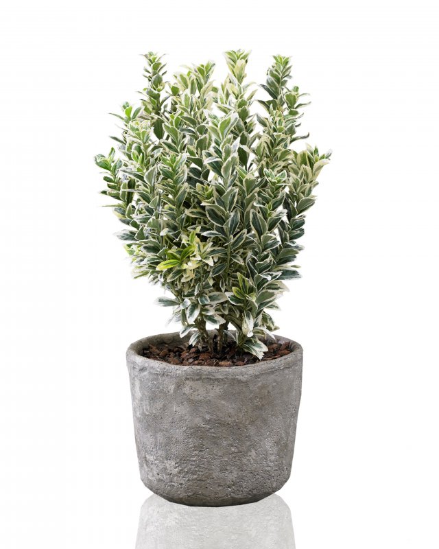 Бересклет японский (Euonymus japonicus)