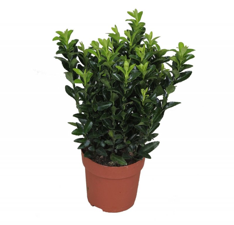 Euonymus japonica Green Spire