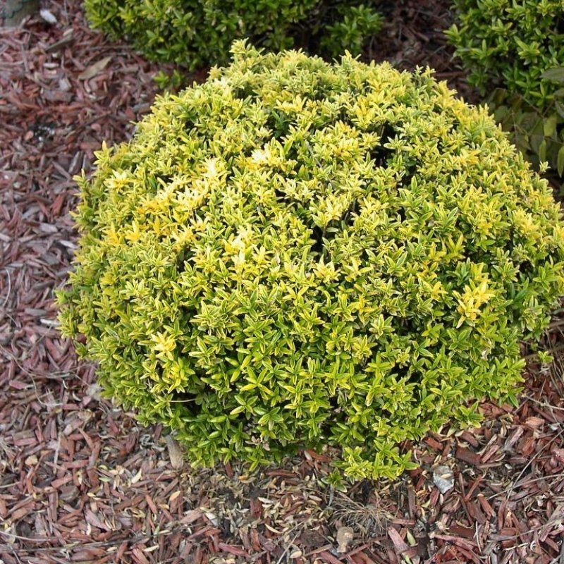 Euonymus japonicus 'microphyllus'