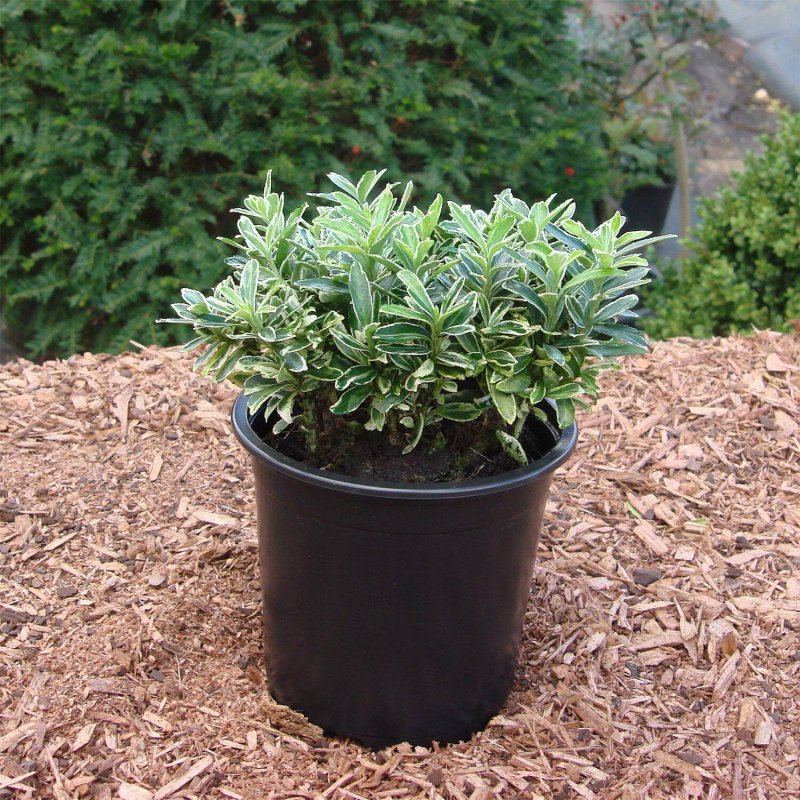 Euonymus japonica