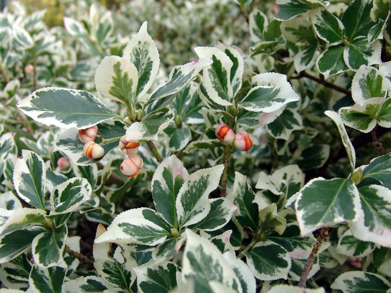 Эунумус Японика 13/35 (Euonymus jap aureus)