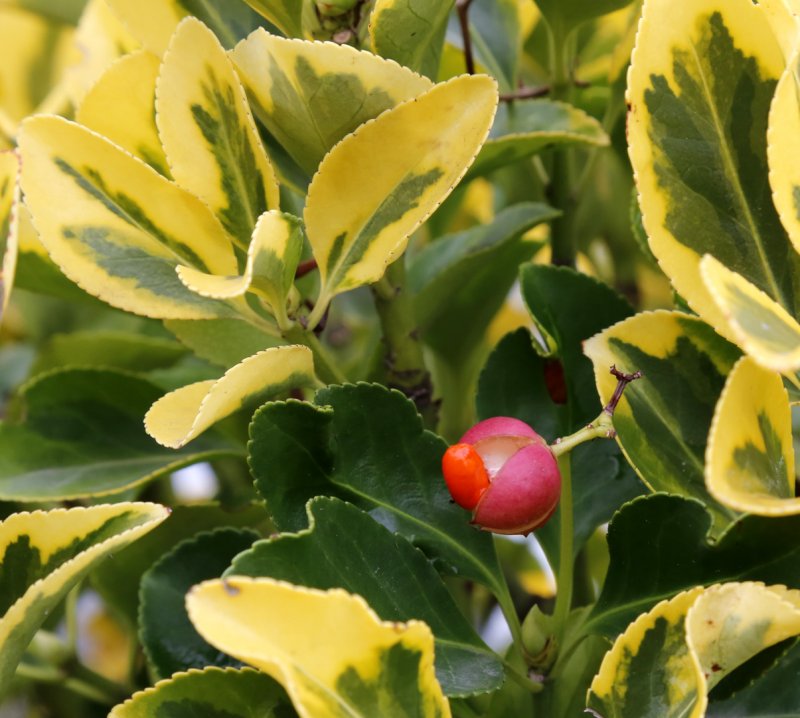 Бересклет японский Euonymus