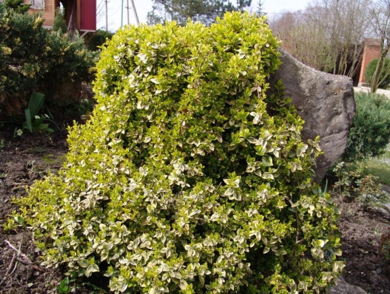 Normushuk (Euonymus