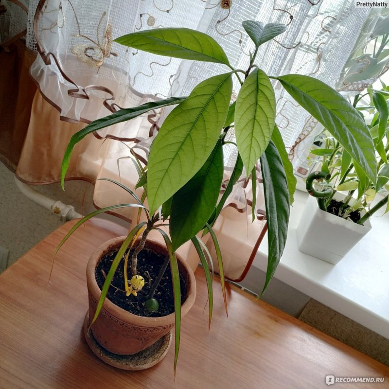 Сувениры из косточек авокадо