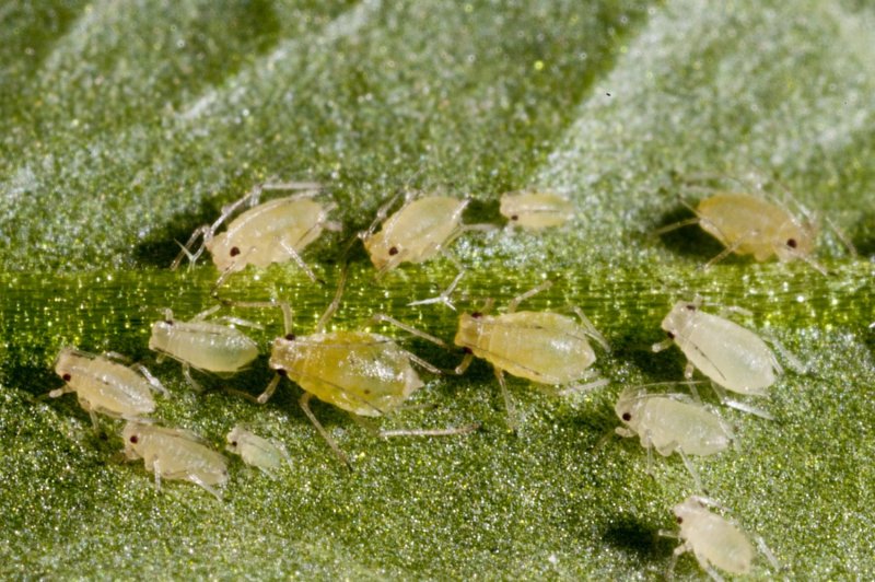Свекловичная тля Aphis fabae