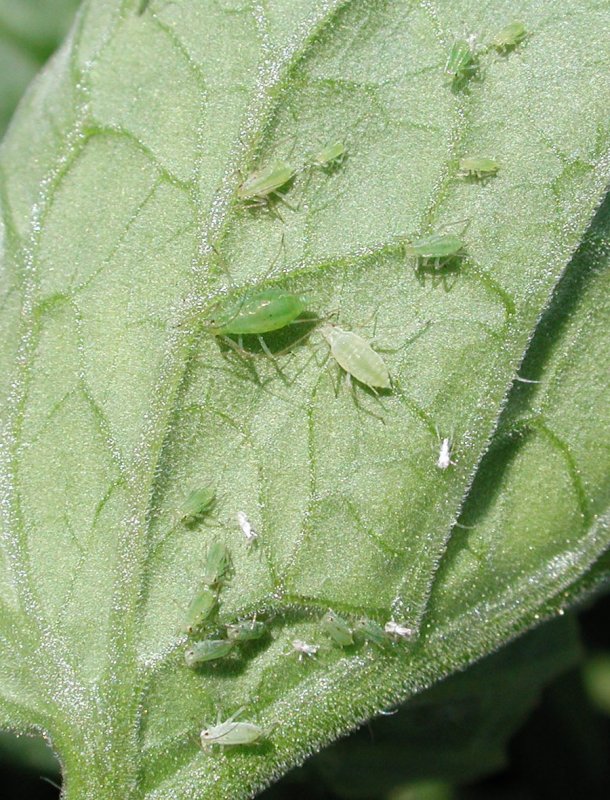 Acyrthosiphon Pisum