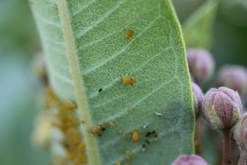 Aphis gossypii Glov. - Бахчевая тля
