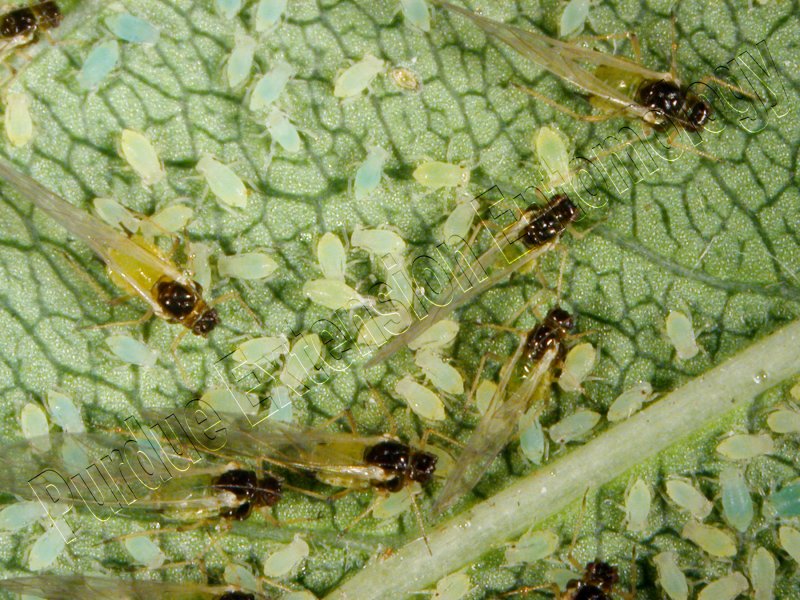 Тля Малинная Aphis idaei