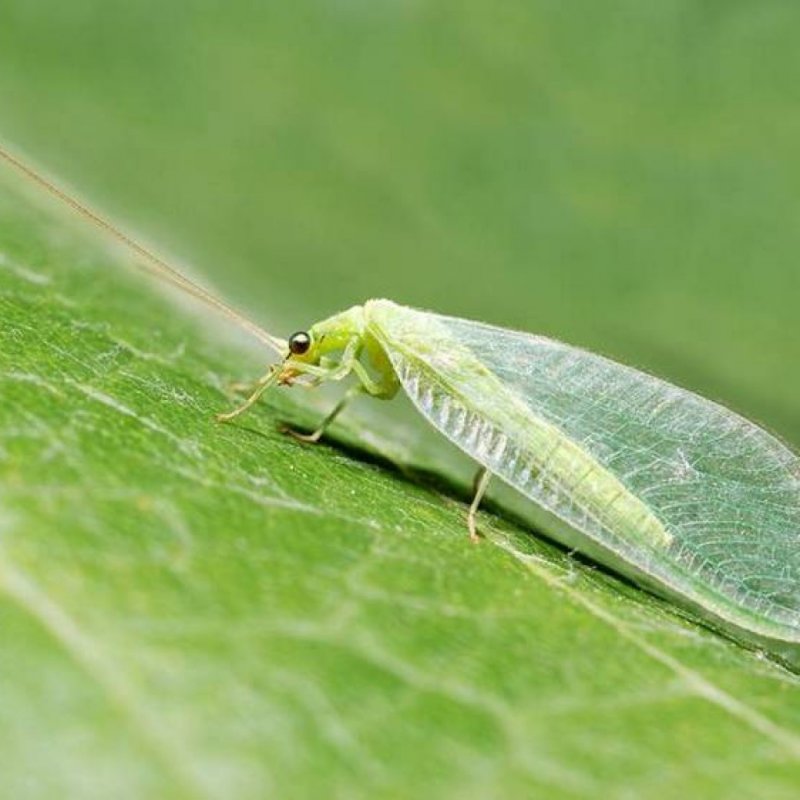 Картофельная тля большая- Macrosiphum euphorbiae Thom.
