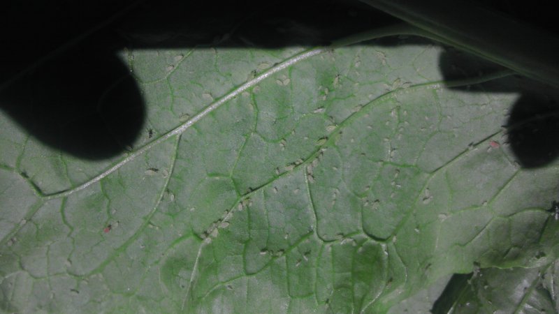Тутовая щитовка (Pseudaulacaspis Pentagona (Targ.-Toz.))