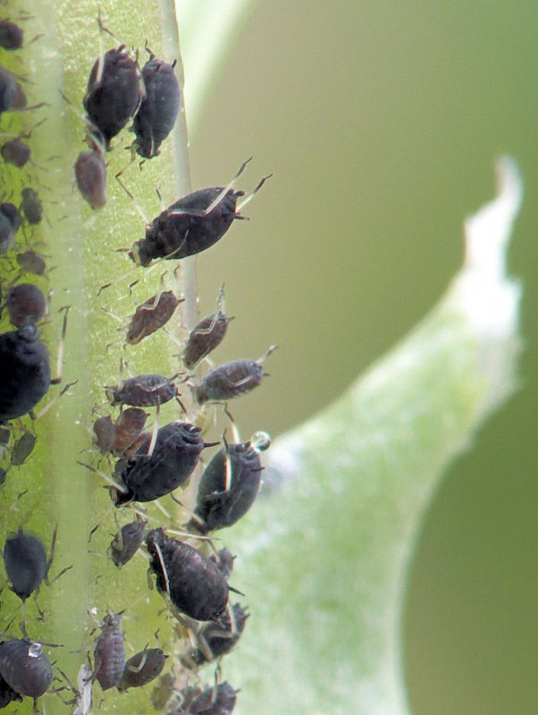 Rhopalosiphum Padi bocegi