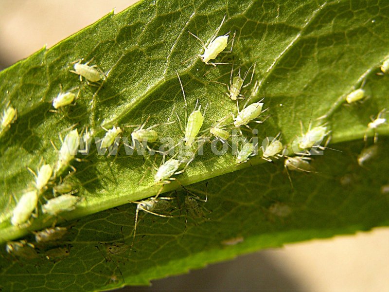 Картофельная тля большая- Macrosiphum euphorbiae Thom.