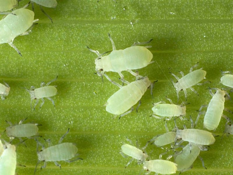 Grounded aphid