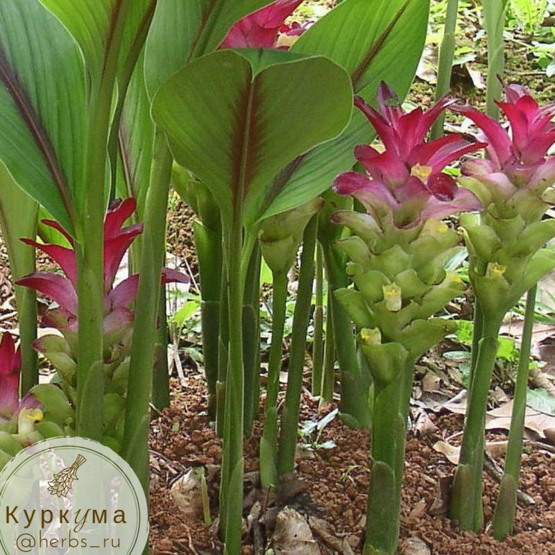 Куркума молотая (100 грамм)