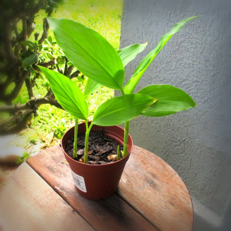 Oriental Secrets curcuma