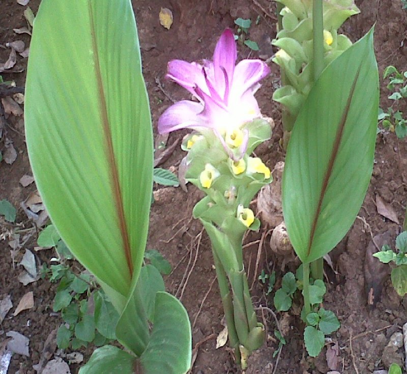 Curcuma 90 цвет