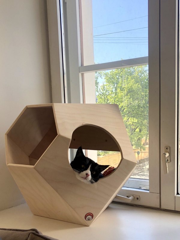 Прозрачный дом для кота