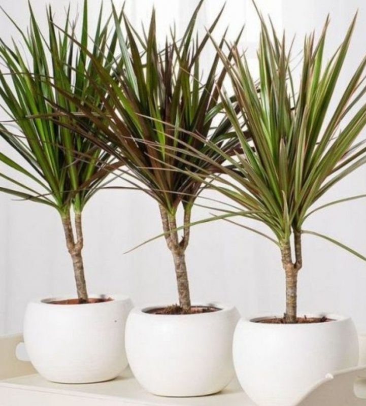 Marginata Юкка