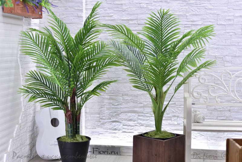 Livistona chinensis