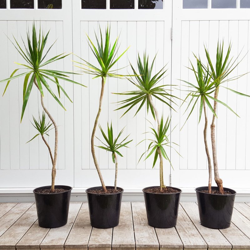 Драцена Маргината (Dracaena marginata)