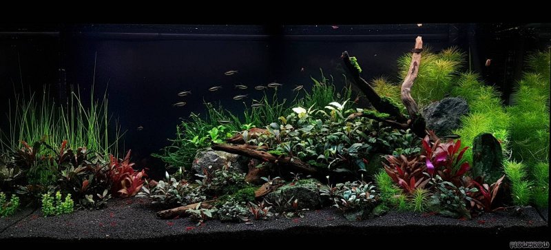 Аквариум Anubias 150 л