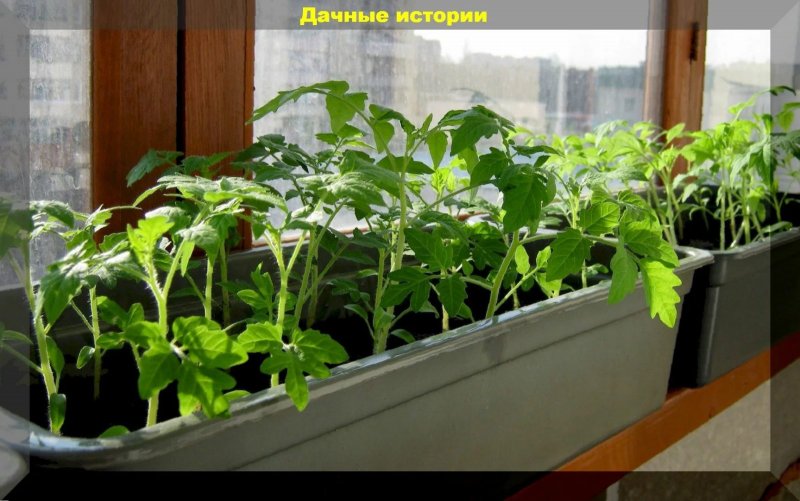 Рассадка на подоконнике