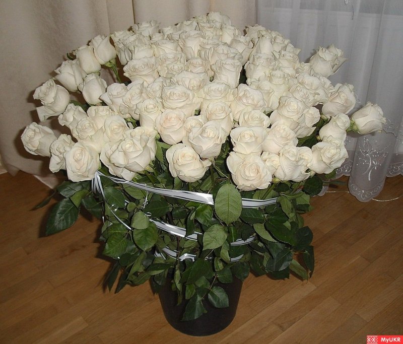 Белые розы дома
