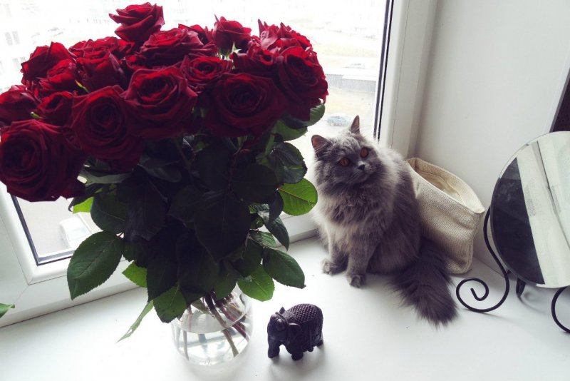 Розы на подоконнике