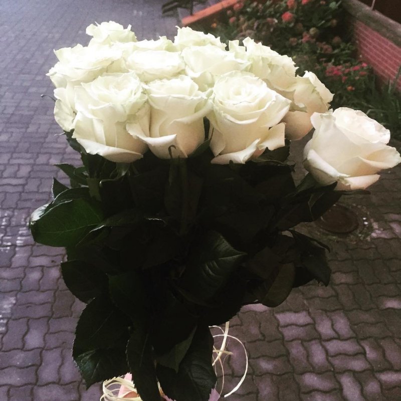 Белые розы в руках