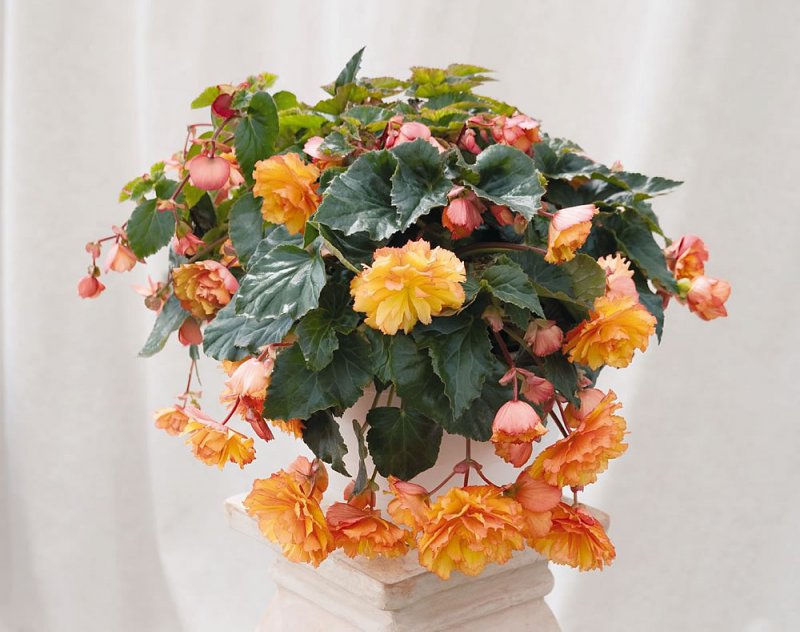 Бегония клубневая (Begonia tuberhybrida) illumination