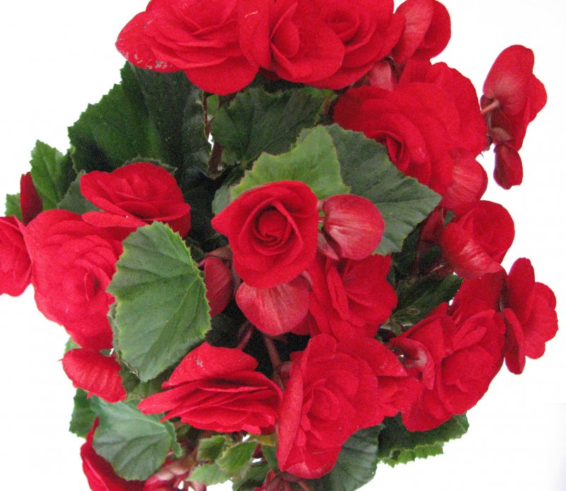 Бегония elatior Red